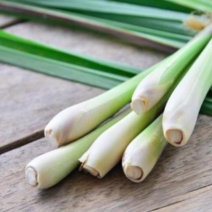 

Terlaris Bibit Sereh Masak