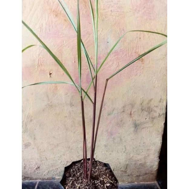 

Terlaris Bibit Sereh Wangi, Bibit Bagus, Siap Tanam, Kualitas Terbaik