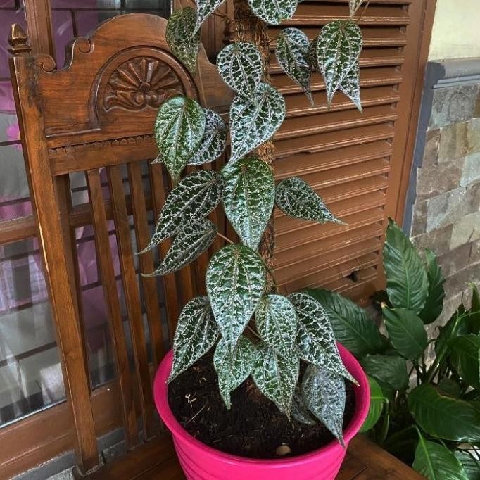 

Terlaris Bibit Tanaman Sirih Merah Dalam Pot Cantik - Tanaman Dalam Pot Premium