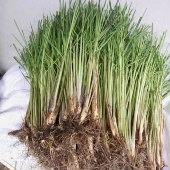 

Terlaris Bibit Sereh Wangi Bumbu Dapur Anda Dirumah
