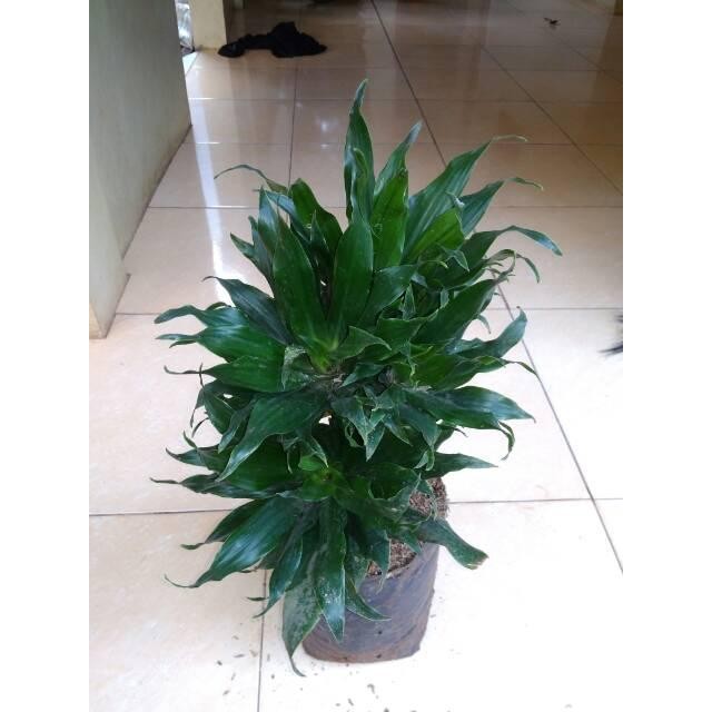 Andong Kemoceng Hanjuang Kriwil