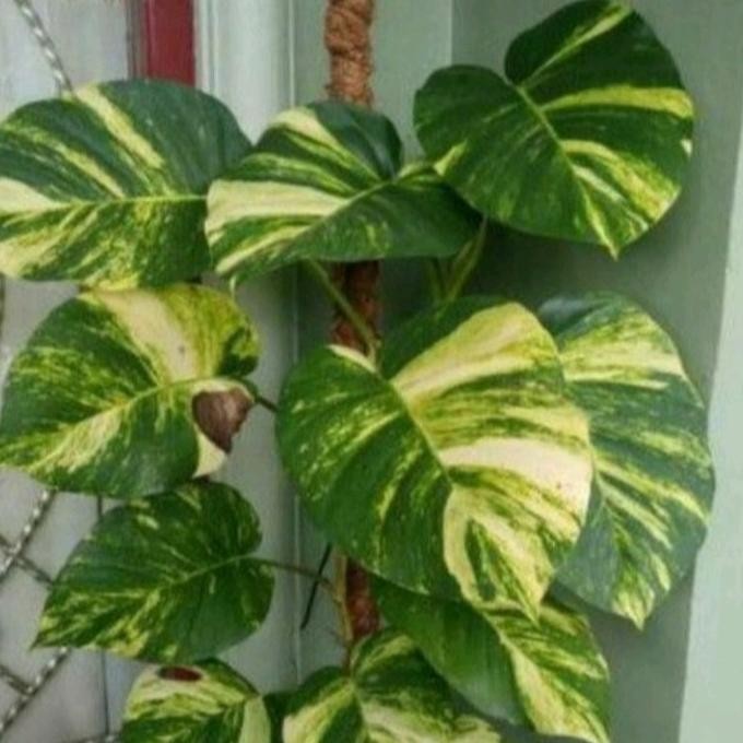 

Terlaris Bibit Sirih Gading Parigata Setek Batang Sirih Gading Jumbo