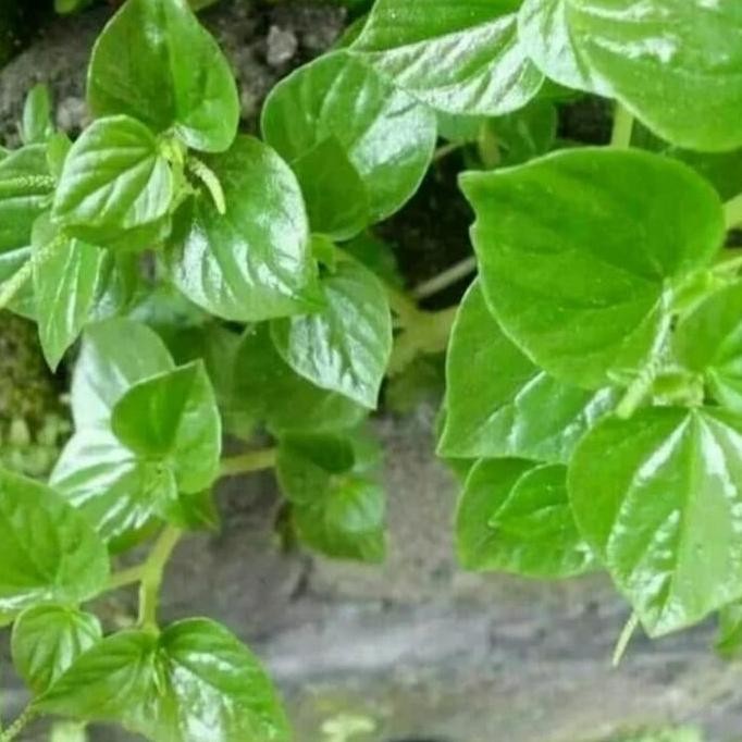 

Terlaris Tanaman Herbal Sirih Cina Bibit Tanaman Suruhan Tumpang Air