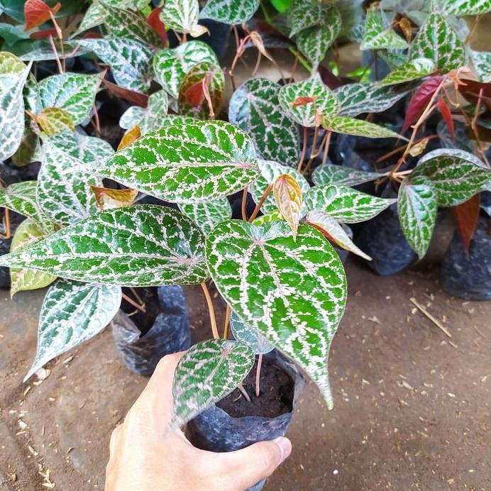 

Terlaris Bibit Tanaman Herbal Sirih Merah