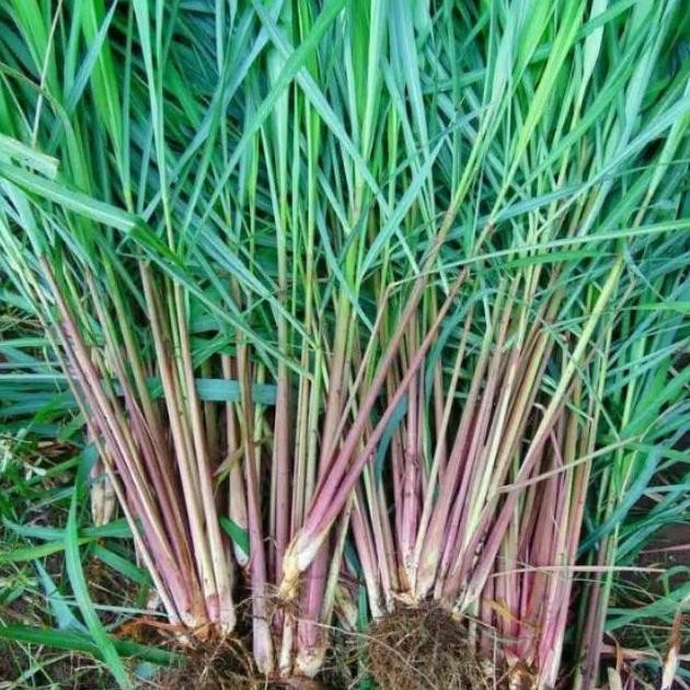 

Terlaris Bibit Tanaman Sereh Wangi/Sereh Merah Asli