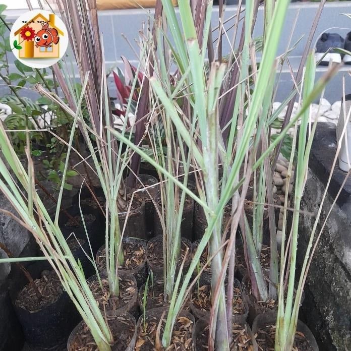 

Terlaris Bibit Tanaman Daun Sereh/ Daun Serai / Tanaman Herbal / Tanaman Toga