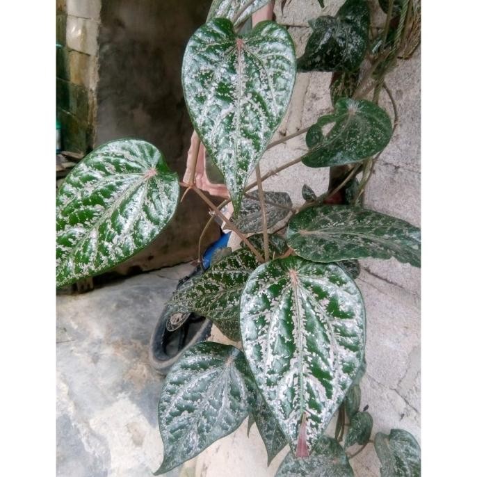 

Terlaris Tanaman Daun Sirih Merah - Bibit Toga Herbal Pohon Hidup Sitpyi 4943Ok