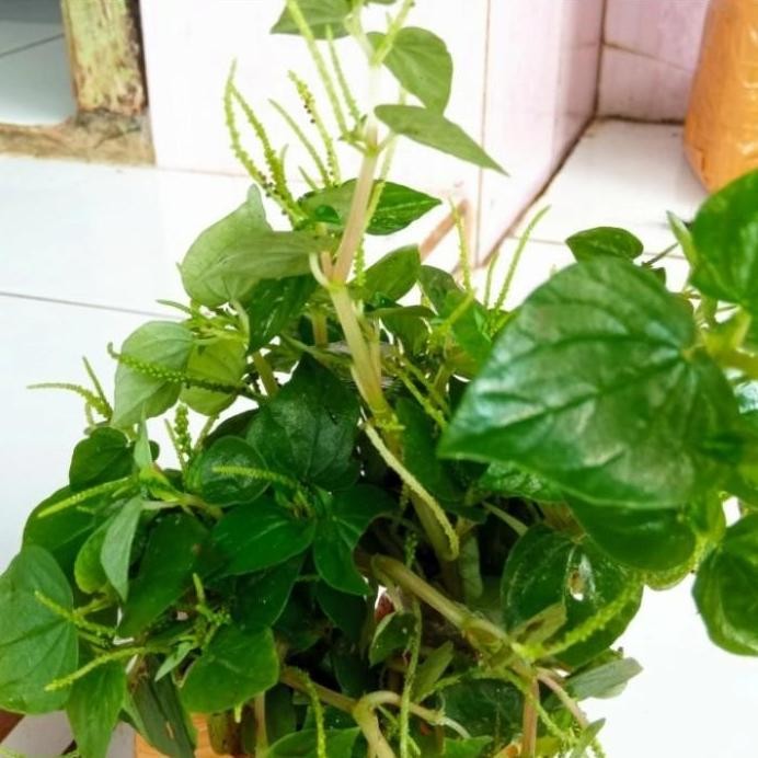 

Terlaris Bibit Tanaman Sirih China, Suruhan,Ketumpang Air,Bibit Tanaman Herbal