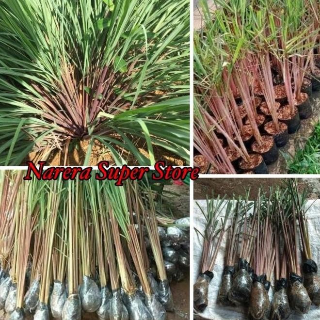 

Terlaris Bibit Sereh Merah Lanang Serai Sere Wangi Tanaman Obat Herbal Alami