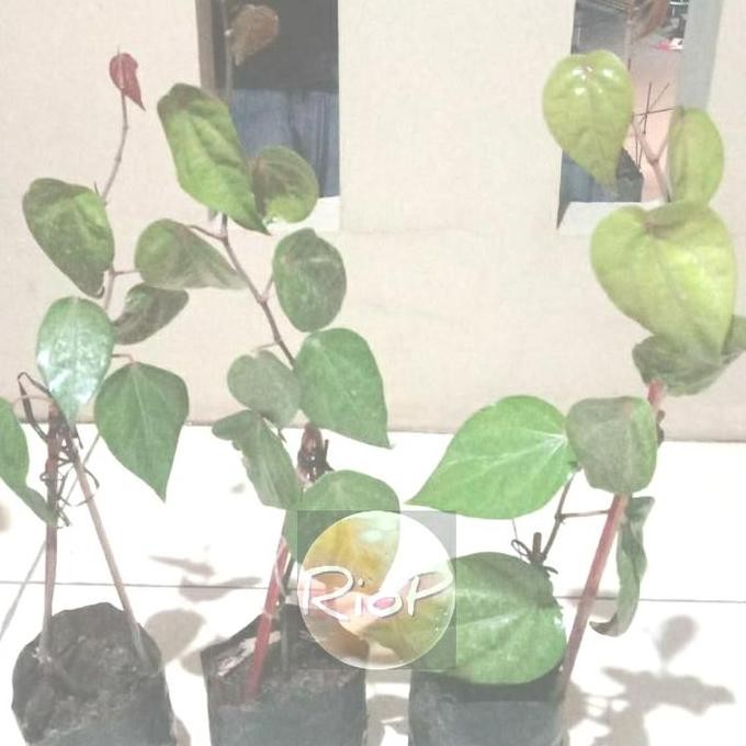 

Terlaris Bibit Pohon Sirih Merah