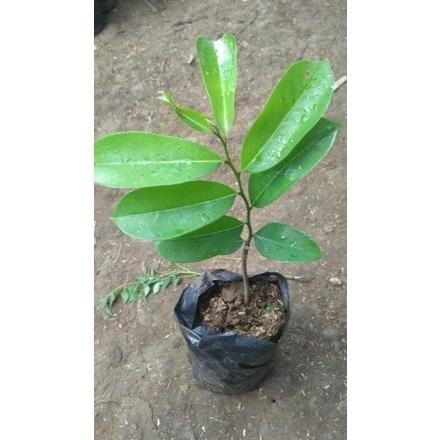 BARANG SUPER Bibit Tanaman Buah Sirsak r Pohon Buah Sirsak Cangkok 1