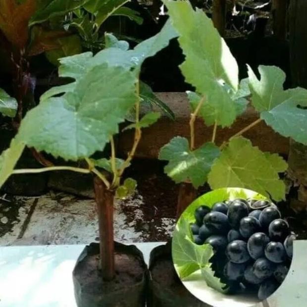 BARANG SUPER Bibit tanaman pohon buah anggur hitam bibit anggur hitam