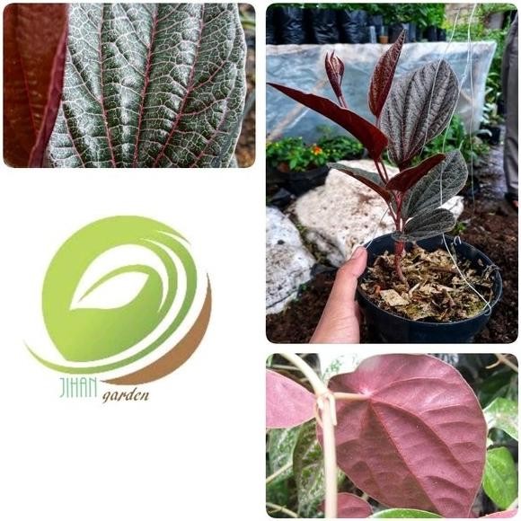 

Terlaris Bibit Tanaman Daun Sirih Merah Sumatera-Pride Of Sumatra Unik Dan Langka-Hias & Herbal