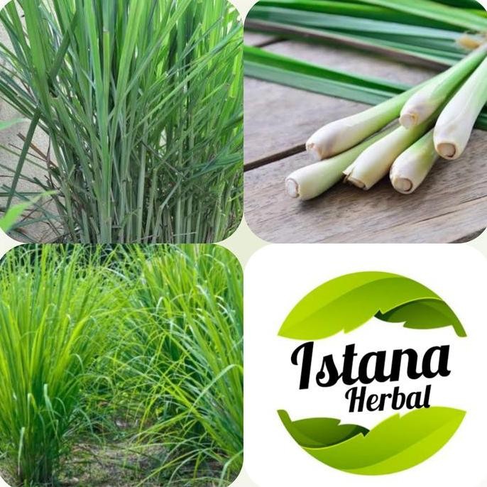 

Terlaris Bibit Tanaman Sereh Daun Sereh