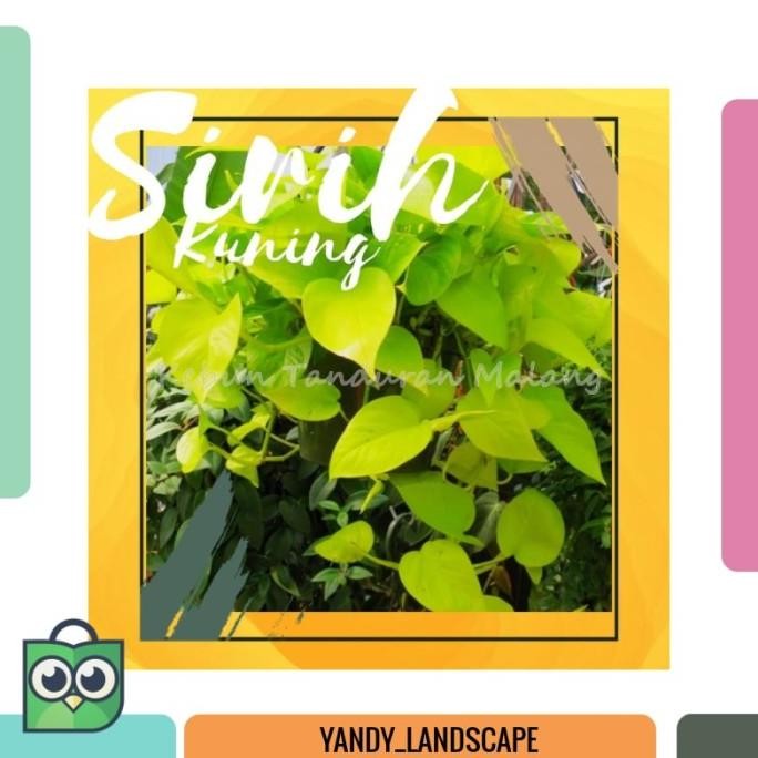 

Terlaris Bibit Tanaman Herbal Sirih Kuning Tanaman Obat Hidup Tahan Panas