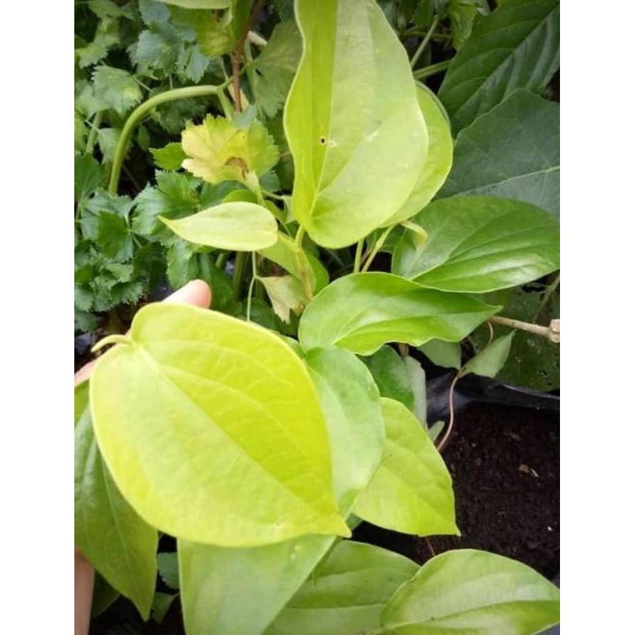 

Terlaris Tanaman Herbal - Bibit Daun Sirih Kuning Kaskle 5073Gd