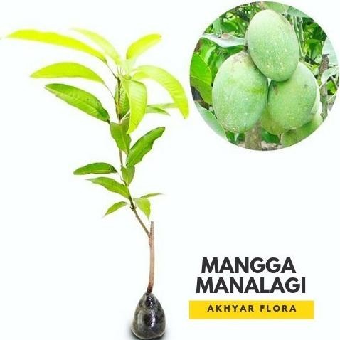 BARANG SUPER POHON Bibit Mangga Manalagi Pohon Mangga Manalagi Bibit Buah Mangga