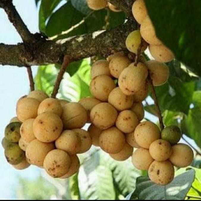 BIBIT TANAMAN BUAH LANGSAT TANPA BIJI/ BIBIT LANGSAT/ BIBIT LANGSEP POLIBAG