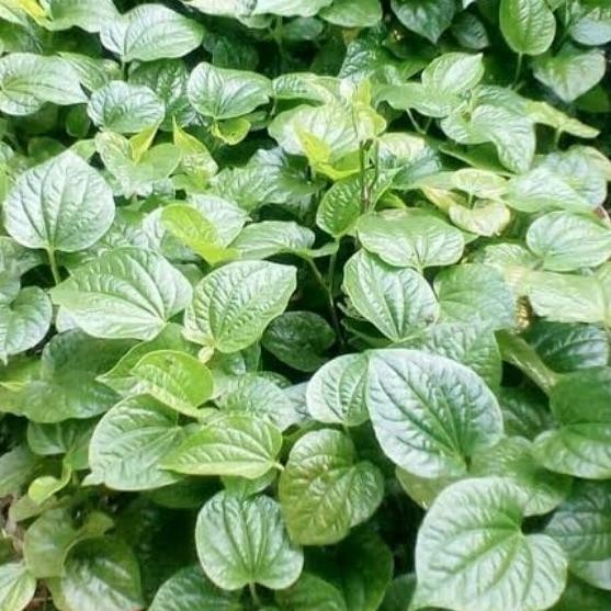 

Terlaris Promo Bibit Stek Daun Karuk Untuk Herbal/Sirih Tanah Siap Tanam