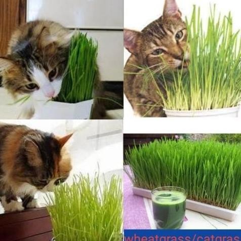 

Terlaris (Best Saller) Catgrass Wheatgrass Benih Gandum Utuh 1 Kilogram Bestseller