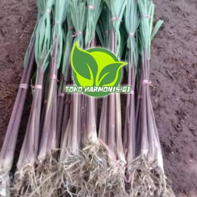 

Terlaris Bibit Sereh Merah Serai Lanang Siap Tanam Harga Perbatang