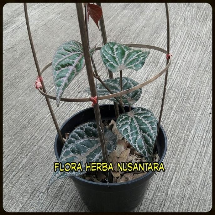 Terlaris Jual Bibit Tanaman Daun Sirih Merah Eeee