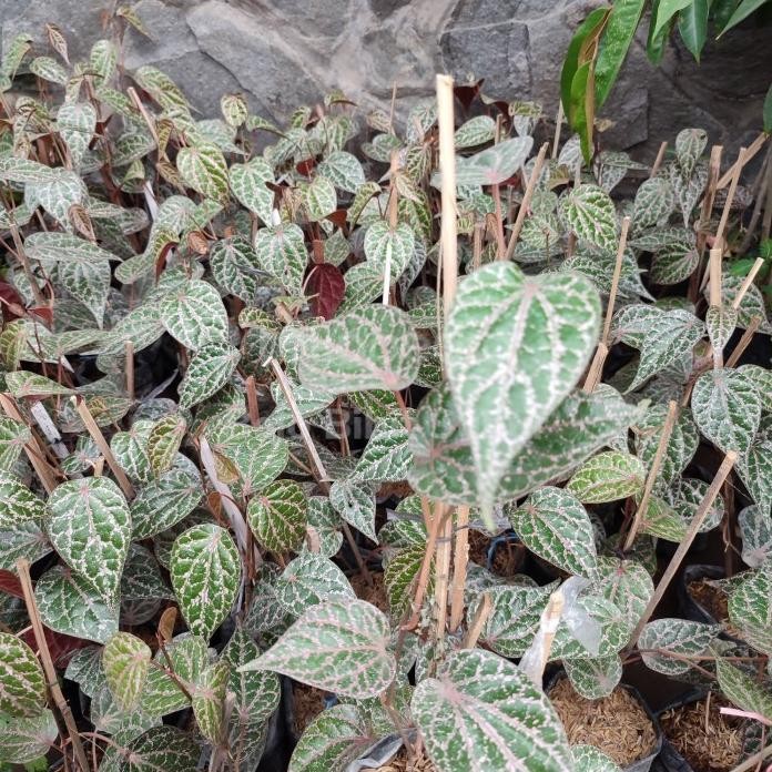 

Terlaris Bibit Pohon Daun Sirih Merah-Tanaman Daun Sirih Merah-Pohon Herbal