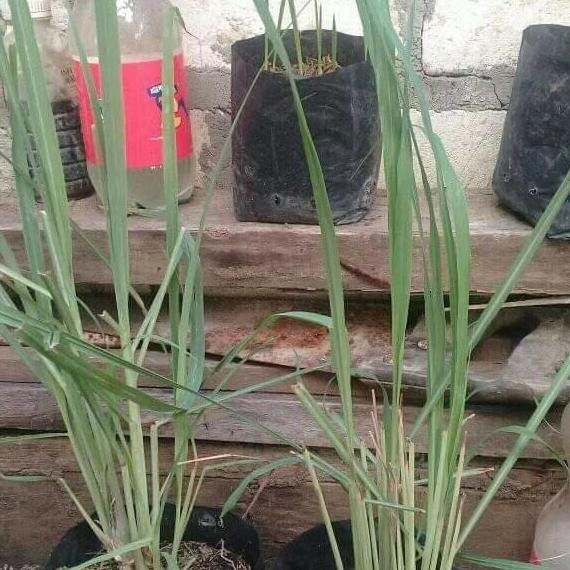 

Terlaris Agen Bibit Pohon Sereh Wangi