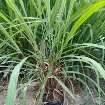 

Terlaris Bibit Tanaman Sereh / Daun Serai Tanaman Rempah - Beli 2 Gratis 1