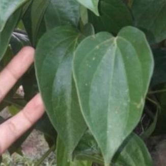 

Terlaris Sirih Hijau Stek Bibit Tanaman Sirih Hijau Daun Sirih,Blm Berakar Cod