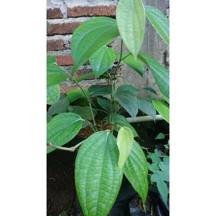 

Terlaris Tanaman Herbal Sirih Hijau Hida Bibit