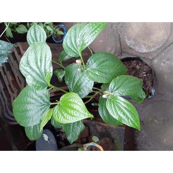 

Terlaris Bibit Tanaman Herbal - Sirih Lanang/ Suruh Lanang