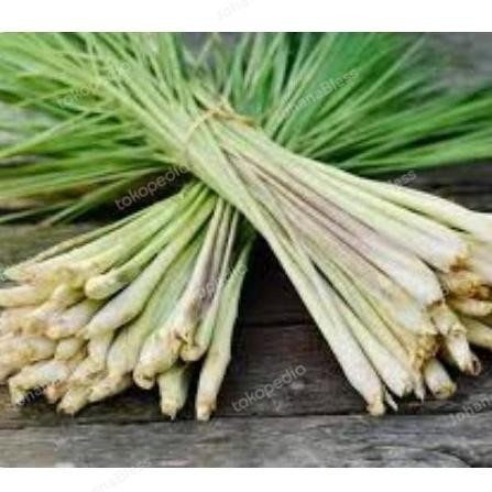 

Terlaris Bibit Sereh Dapur Atau Sereh Bumbu Dapur Untuk Mengharumkan Makanan