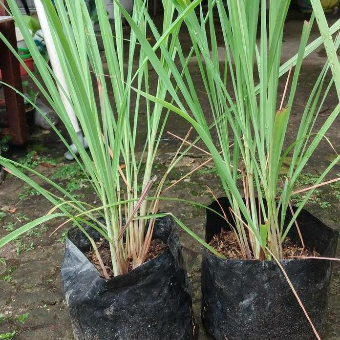 

Terlaris Bibit Tanaman Sereh Siap Tanam