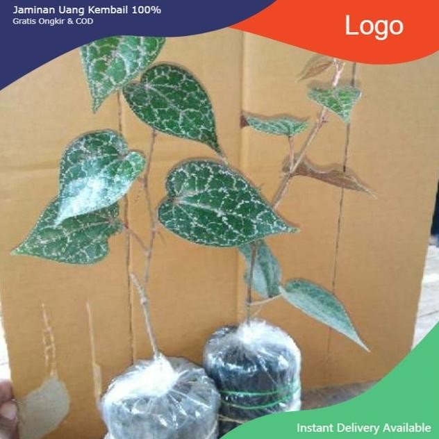 

Terlaris Bibit Sirih Merah