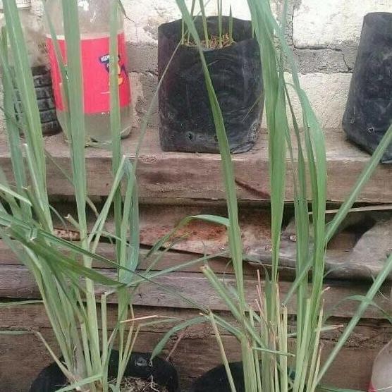 

Terlaris Produksi Bibit Pohon Sereh Wangi