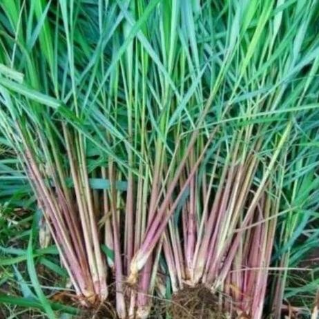 

Terlaris Bibit Tanaman Sereh Wangi
