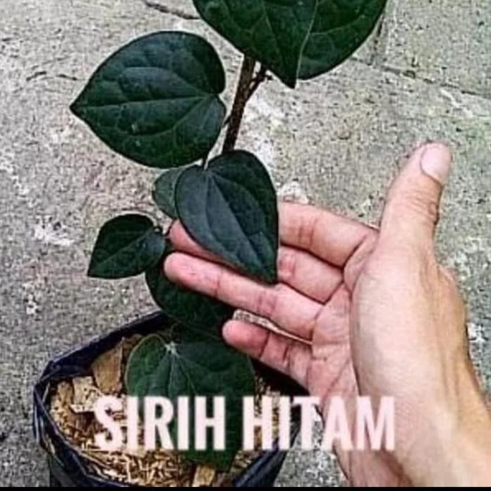

Terlaris Bibit Tanaman Sirih Hitam
