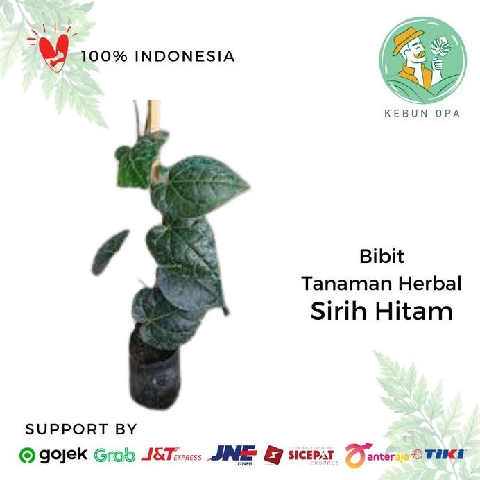 

Terlaris Bibit Tanaman Herbal Sirih Hitam Tanaman Piper Betle Var Nigra