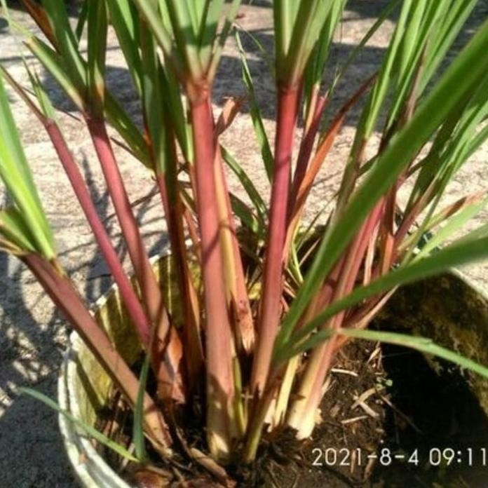 

Terlaris Sereh Herbal 5 Bibit Sereh Ungu |Gudang Media Tanam Roldyo 8271Xx