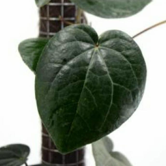 Terlaris Bibit Sirih Hitam