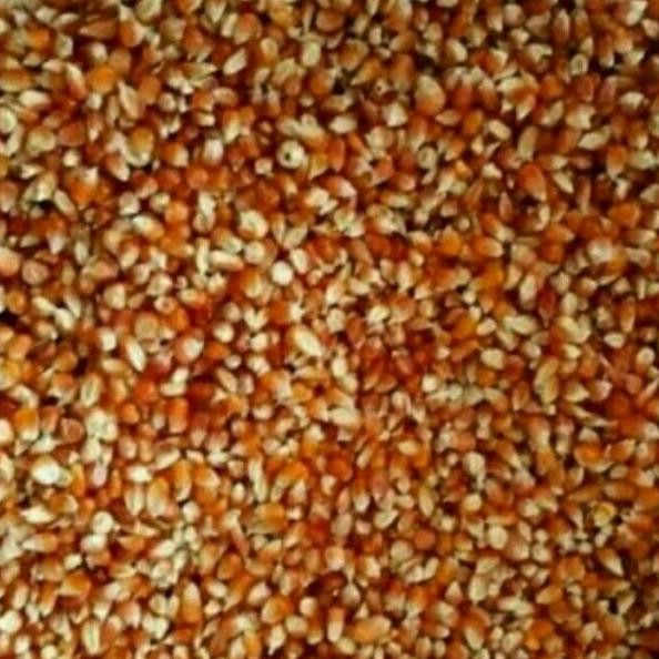 

Terlaris Jagung Kristal Jagung Kecil Unyil Khusus Merpati 1Kg