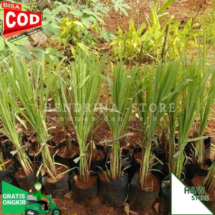 

Terlaris Bibit Sereh/Serai Wangi Kualitas Bagus