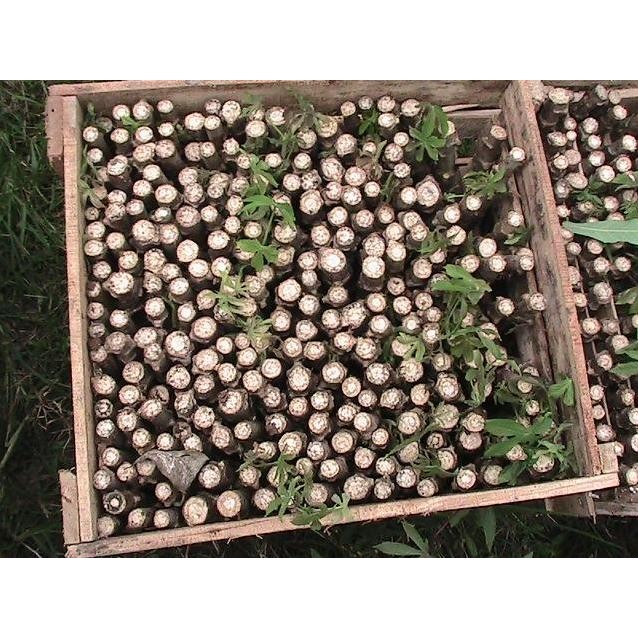 

Terlaris Bibit Sigkong Serai (Sereh)
