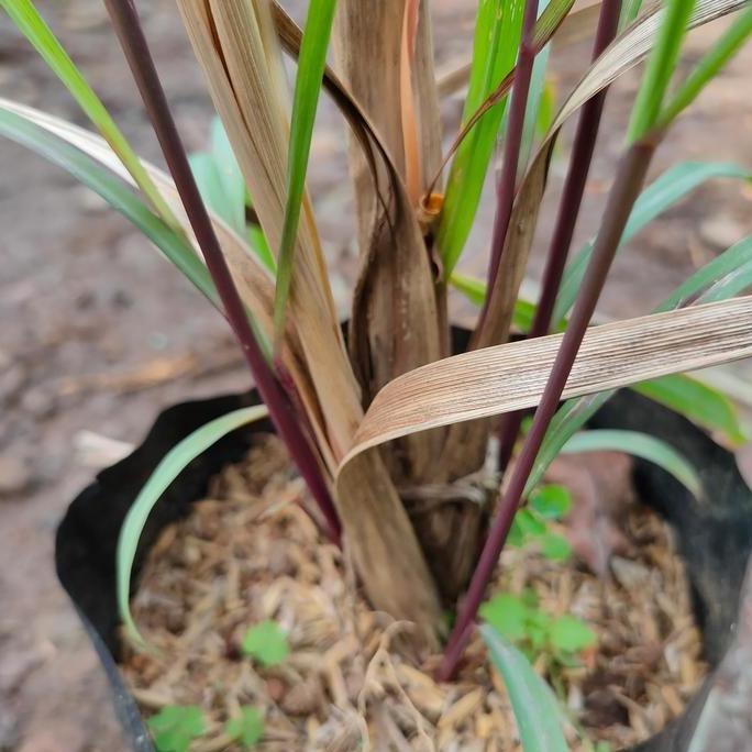 

Terlaris Bibit Pohon Sereh Merah / Sereh Wangi / Tanaman Herbal