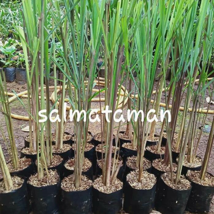 

Terlaris Bibit Sereh Wangi/Sereh Merah/Ready Stok