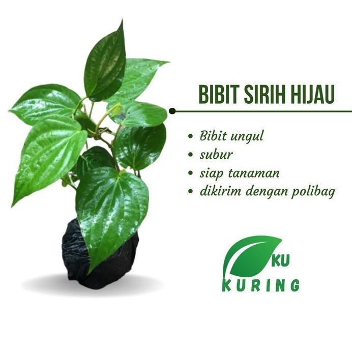 

Terlaris Bibit Sirih Hijau Subur - Tanaman Herbal Resik Wanita