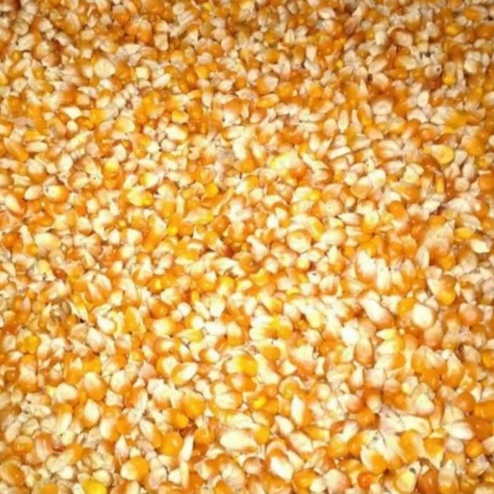 

Terlaris Jagung Kristal Burung Merpati