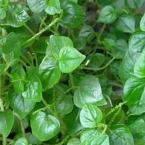

Terlaris Tanaman Herbal Daun Suruhan / Sirih Cina Asli / Daun Ketumpang Air Bibit Tanaman Super Unggul Asli Original