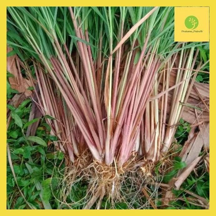 

Terlaris Putw* Terbaik 1Kg Sereh Merah Serah Wangi Utuh (Batang Akar) Bisa Untuk Bibit